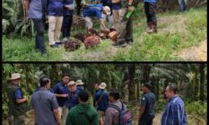 Kunjungan Monitoring Kepala Tim Quality assurance PT. Agrinas Palma Nusantara Dari Head Office Jakarta.